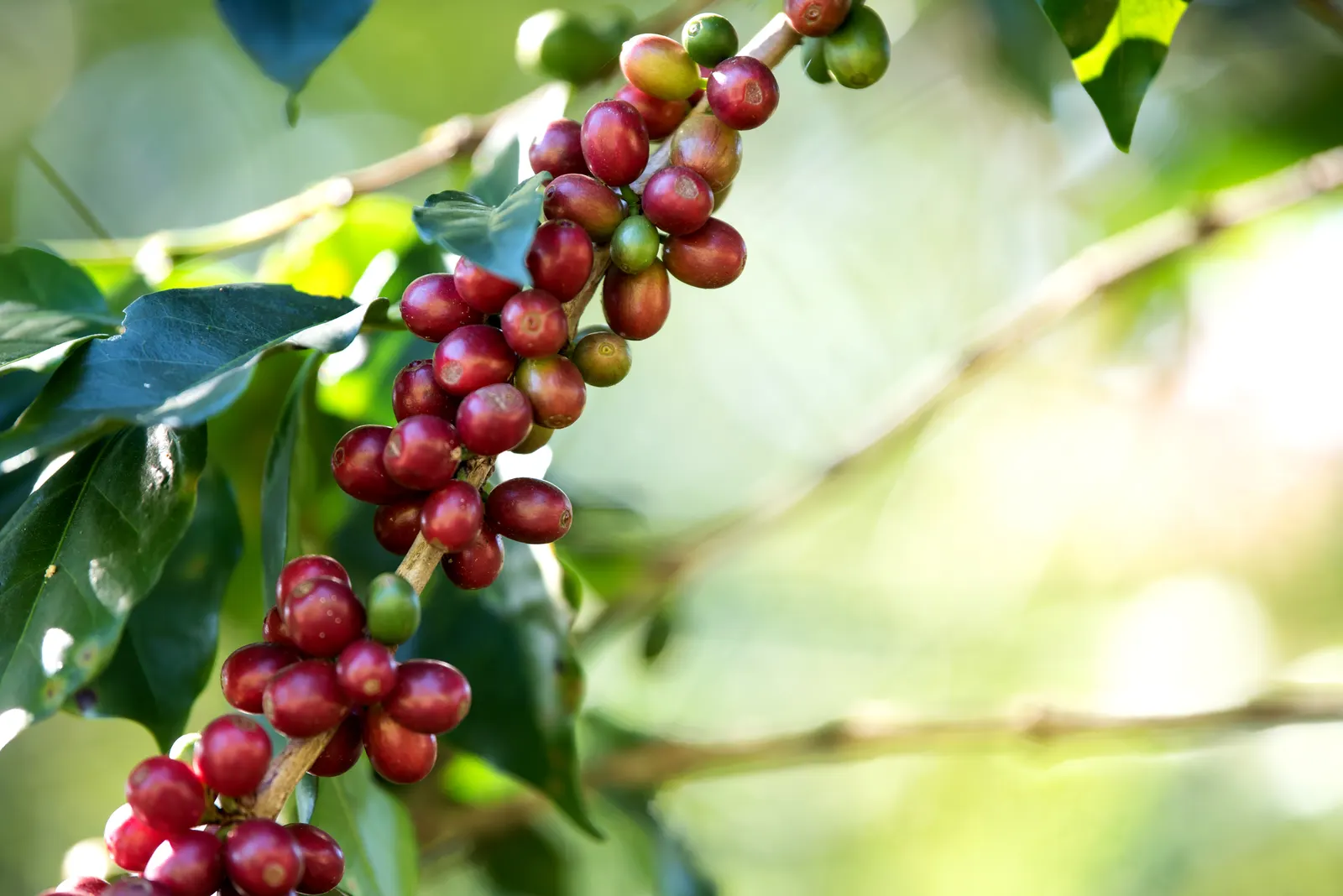 Ripe Arabica coffee cherries on the branch