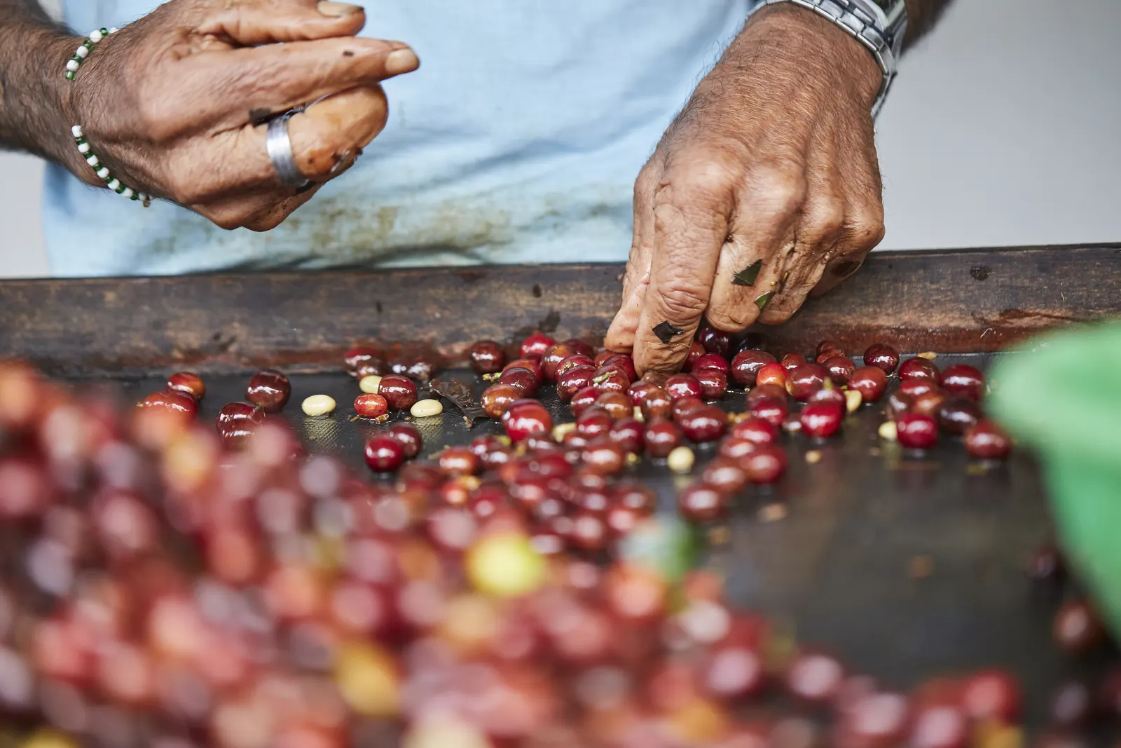 Harvested coffee cherries sorted by hand before drying