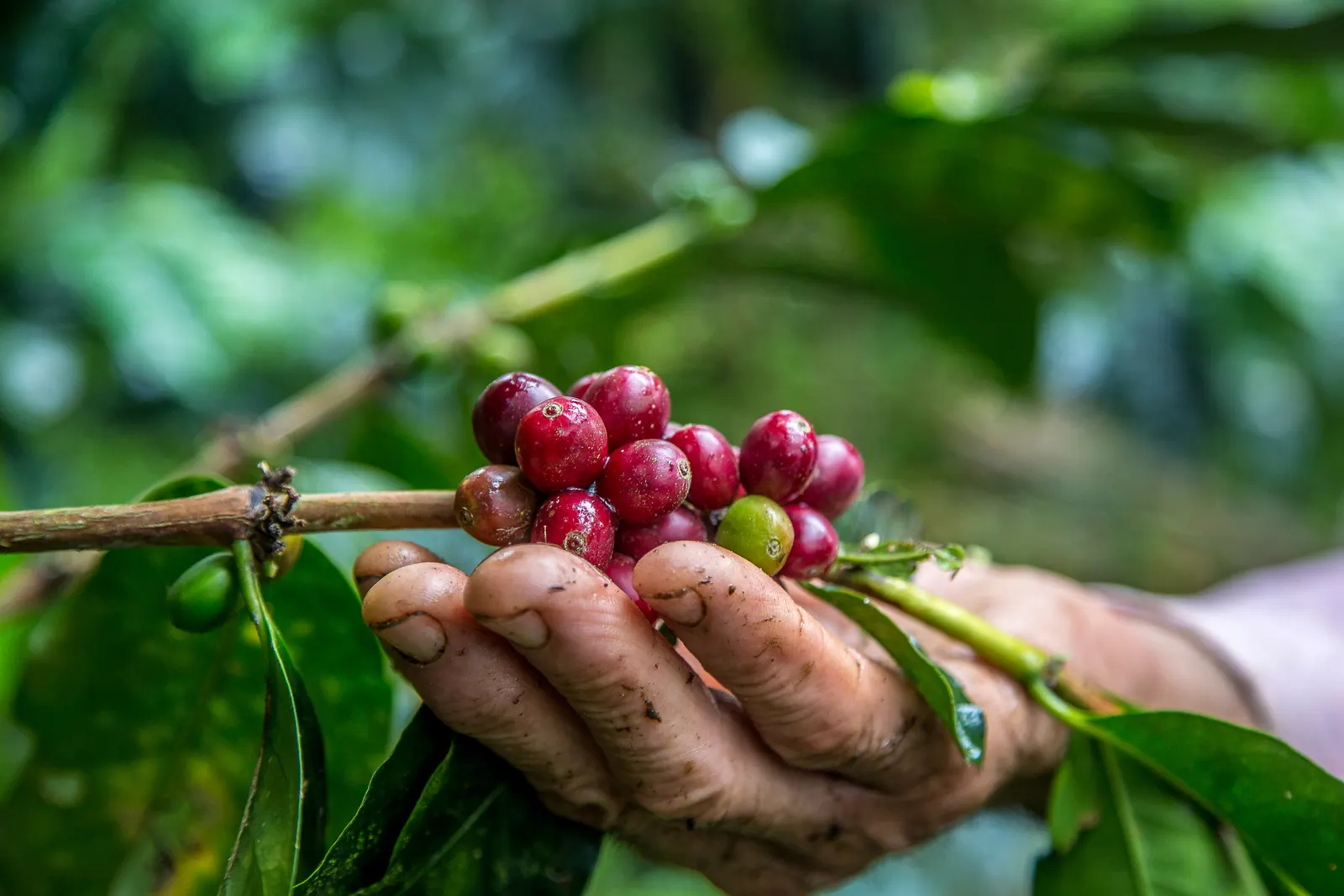 Ripe coffee cherries picked by hand