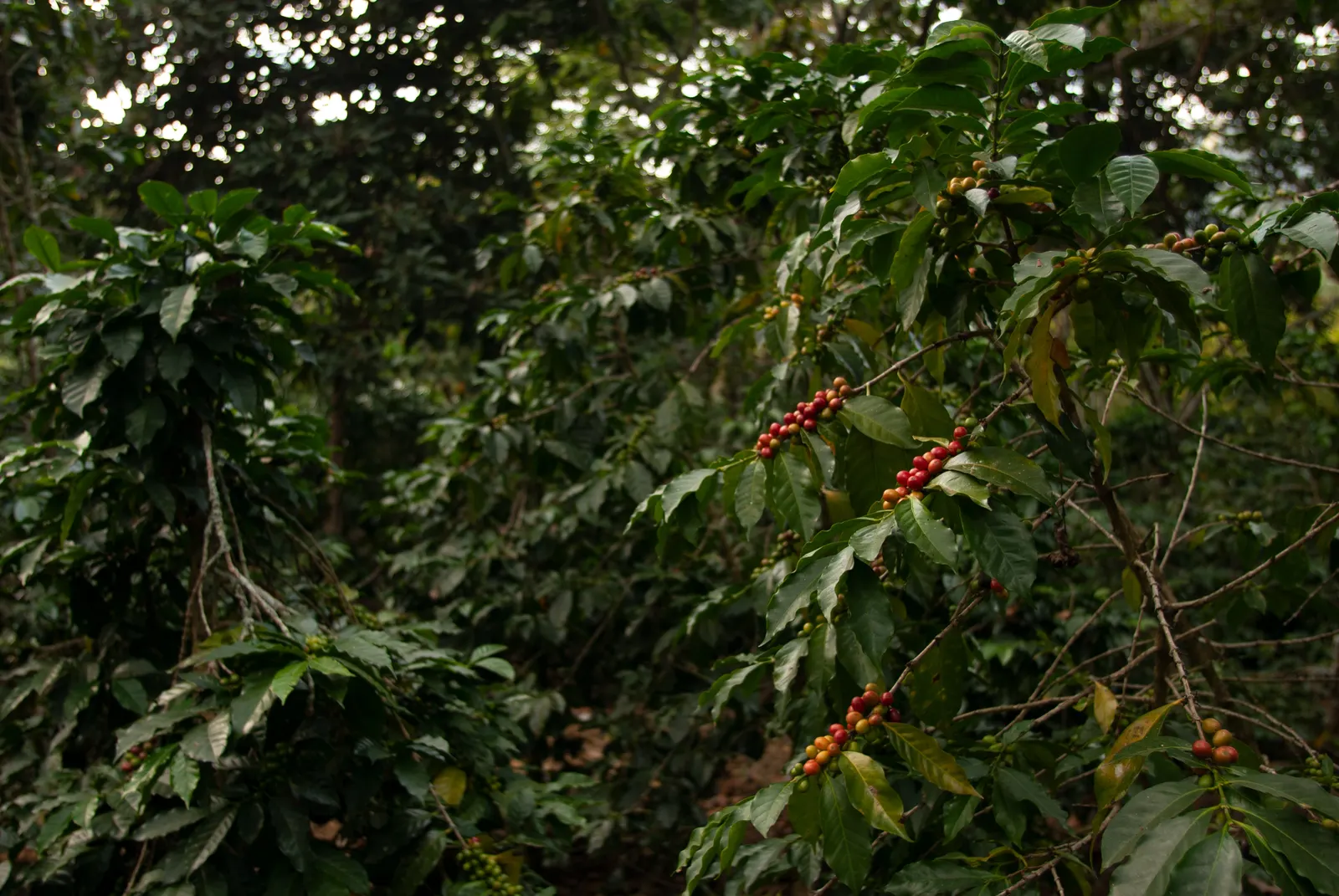 Coffee bushes growing under a shade canopy