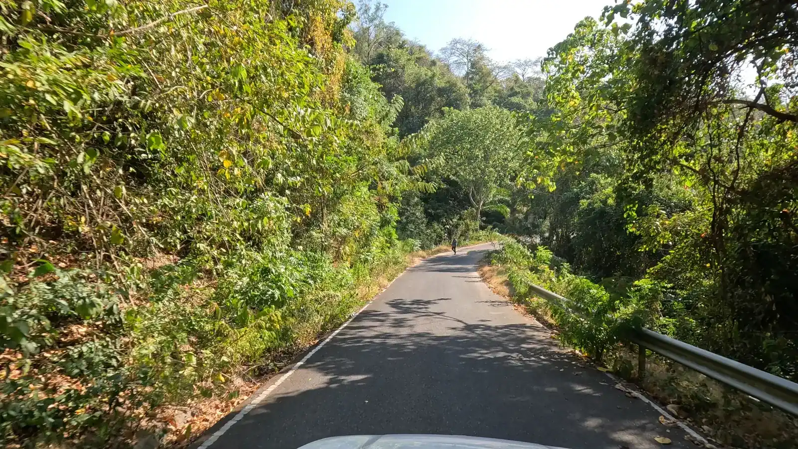 Road under tall trees through green forest