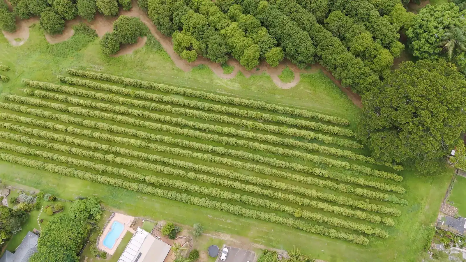 Tree rows on a worked farm seen from above