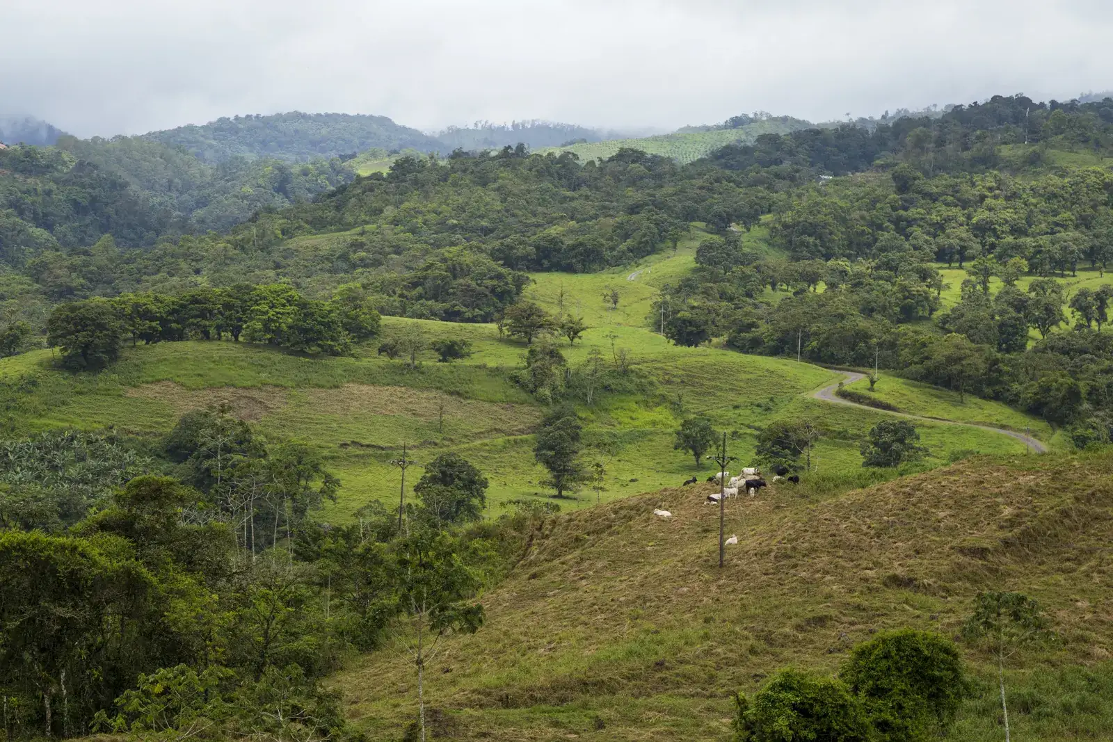 Green hills under monsoon cloud, coffee country