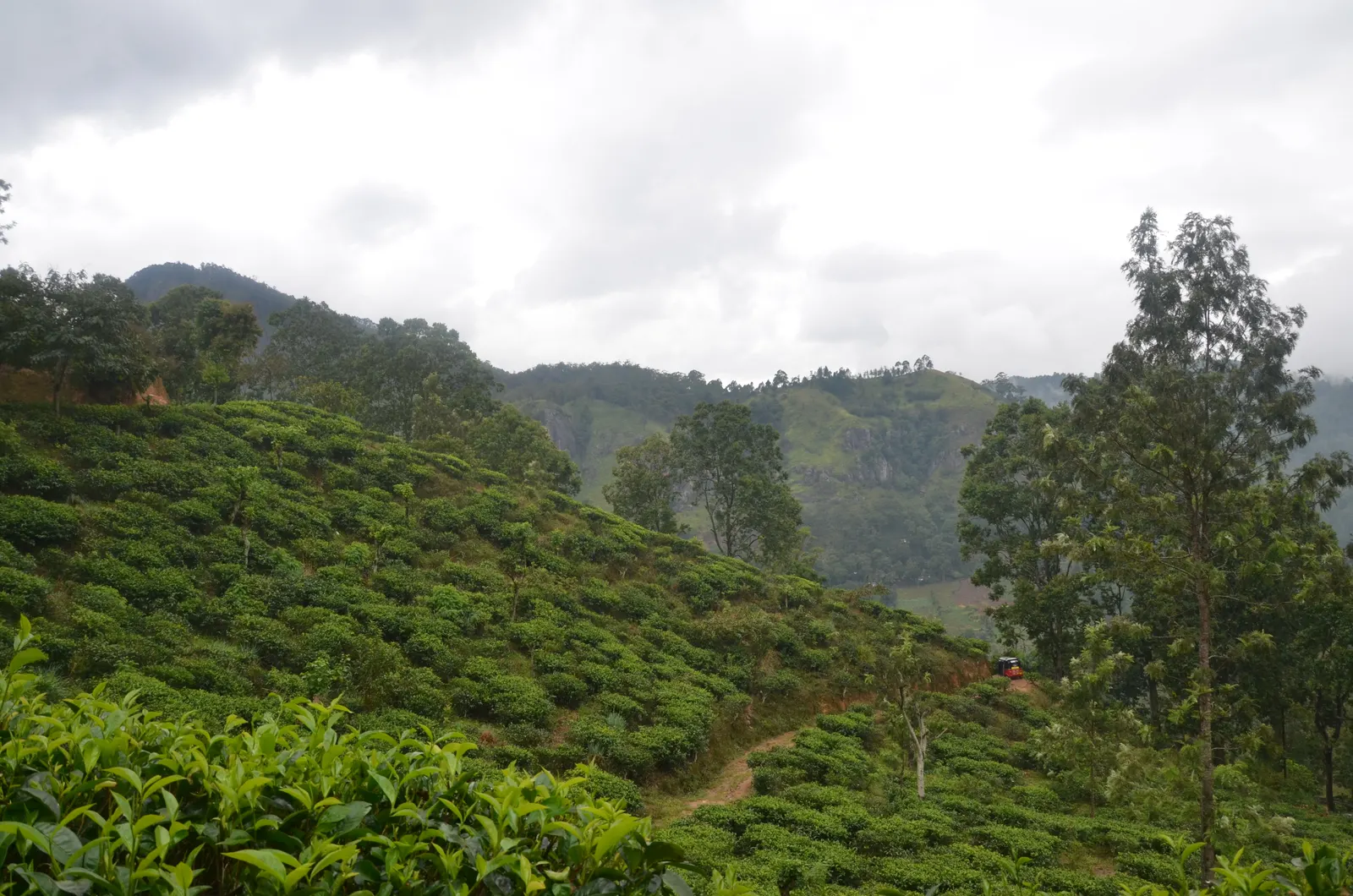 Planted hillsides under mist, managed farmland country