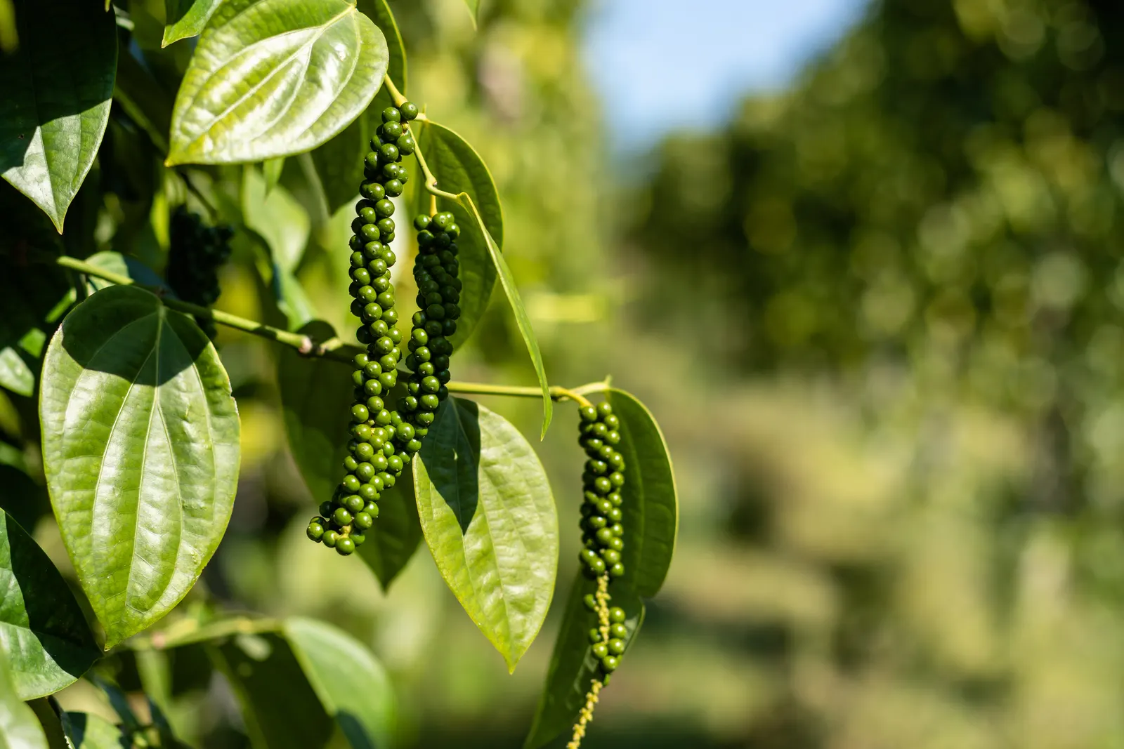 Black pepper spikes on a vine trained up a standard