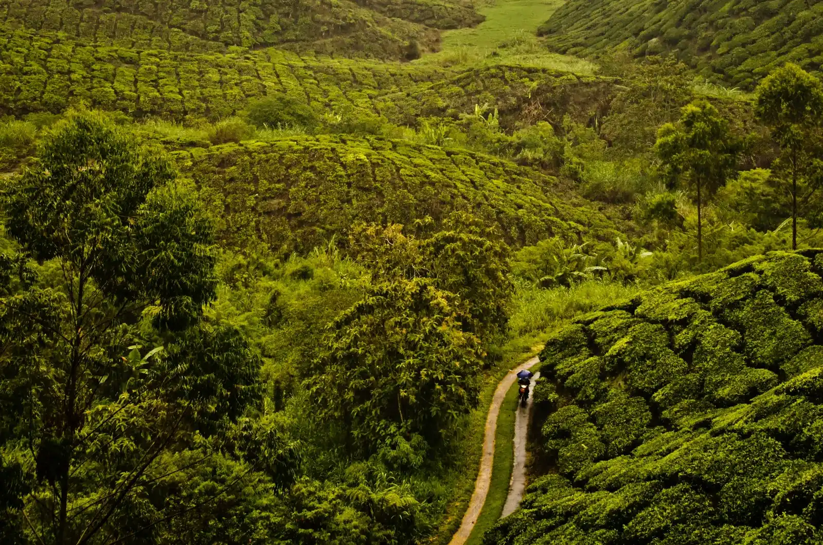Path through a plantation on forested hills